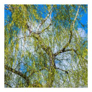 Birke - Der Frühling ist in der Luft Fotodruck