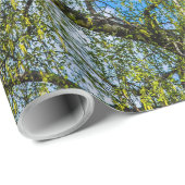 Birke - Der Frühling ist in der Luft Geschenkpapier (Rolleneckpunkt)