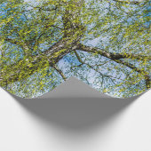 Birke - Der Frühling ist in der Luft Geschenkpapier (Ecke)