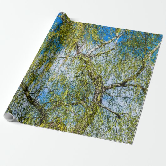 Birke - Der Frühling ist in der Luft Geschenkpapier (Ungerollt)