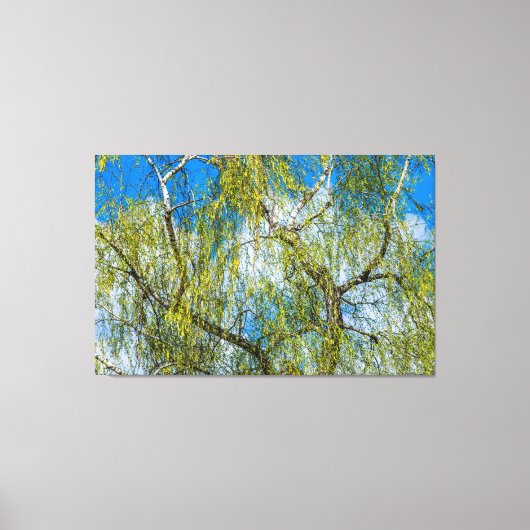 Birke - Der Frühling ist in der Luft Leinwanddruck (Vorderseite)