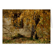 Birke im Herbst (Vorderseite (Horizontal))