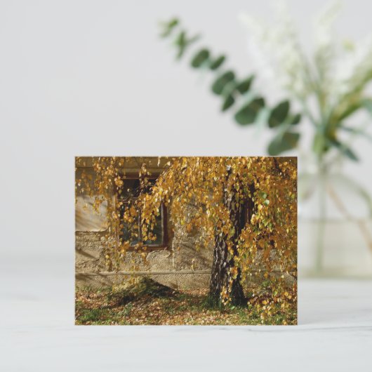 Birke im Herbst Postkarte (Stehend Vorderseite)