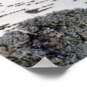 Birke im Wald, Detail, mit Moos Poster (Ecke)