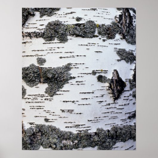 Birke im Wald, Detail, mit Moos Poster (Vorne)