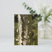 Birke Postkarte (Stehend Vorderseite)