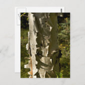 Birke Postkarte (Vorne/Hinten)