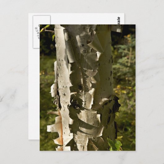 Birke Postkarte (Vorne/Hinten)