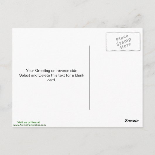 Birke Postkarte (Rückseite)