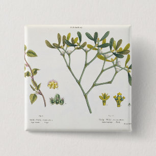 Birke (verlassen) und Mistelzweig (recht), Fig. 9 Button