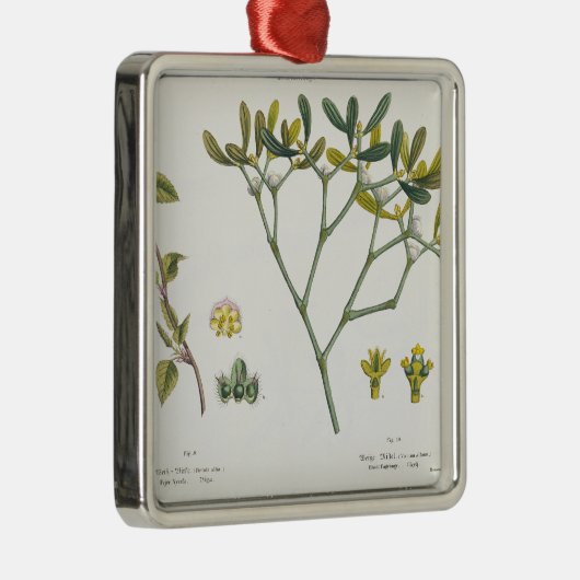 Birke (verlassen) und Mistelzweig (recht), Fig. 9 Silbernes Ornament (Rechts)