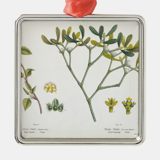 Birke (verlassen) und Mistelzweig (recht), Fig. 9 Silbernes Ornament (Vorne)