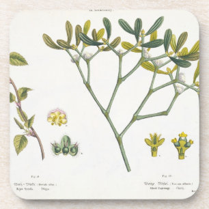 Birke (verlassen) und Mistelzweig (recht), Fig. 9 Untersetzer