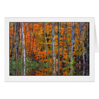 Birken im Hochwasser