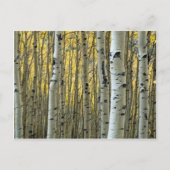 Birken Postkarte (Vorderseite)