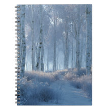 Birken-Strahlender-Schnee-Wald