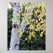 Birkenbaum-Gesicht Natur Poster (Vorne)