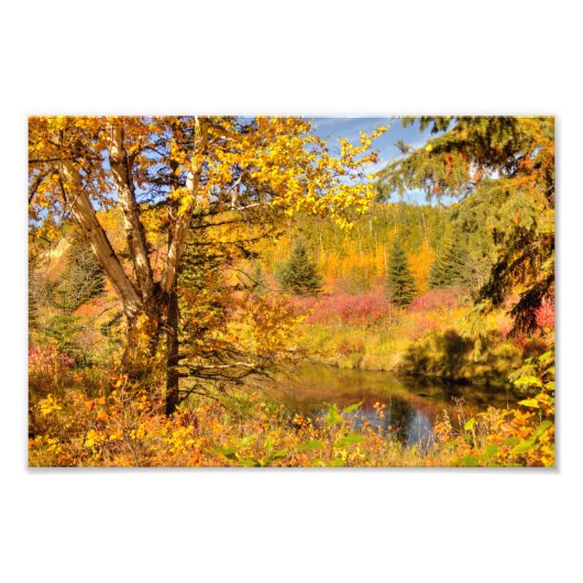 Birkenbaum im Herbst Fotodruck (Vorne)