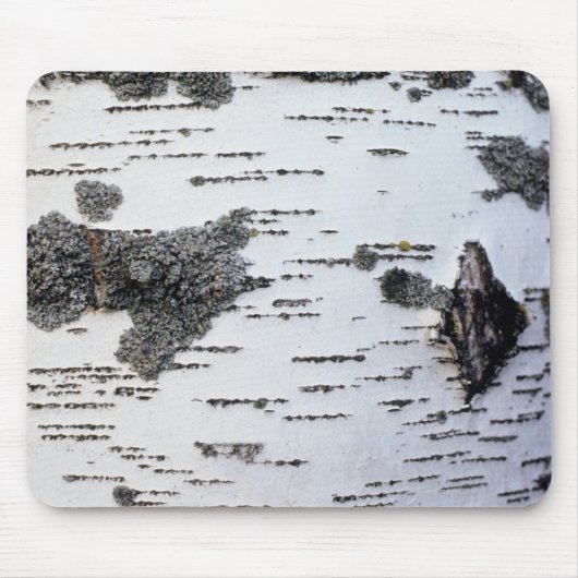 Birkenbaum im Wald, Detail, mit Moos Mousepad (Vorne)