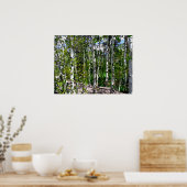 Birkenbäume Aquarell auf Leinwand 24x18 Poster (Küche)