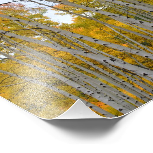 Birkenbäume im Herbst Fotodruck (Ecke)