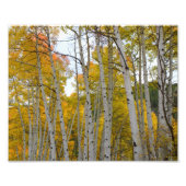 Birkenbäume im Herbst Fotodruck (Vorne)