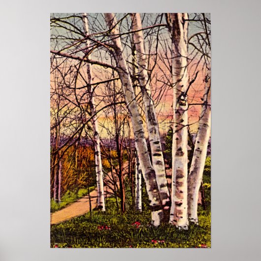 Birkenbäume im Norden Michigans im Frühjahr Poster (Vorne)