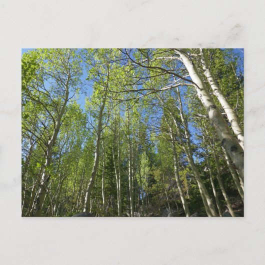 Birkenbäume im Rocky Mountain Postkarte (Vorderseite)