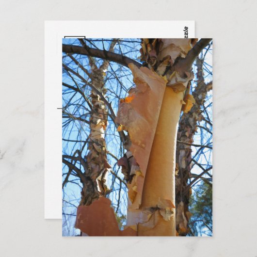 Birkenbaumrinde Postkarte (Vorne/Hinten)