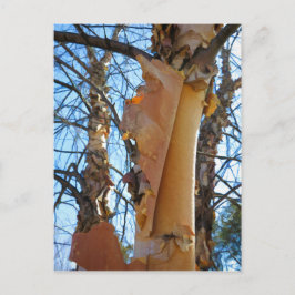 Birkenbaumrinde Postkarte