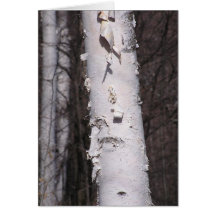 Birkenkarte (Betula papyrifera)