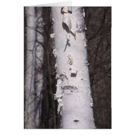 Birkenkarte (Betula papyrifera)