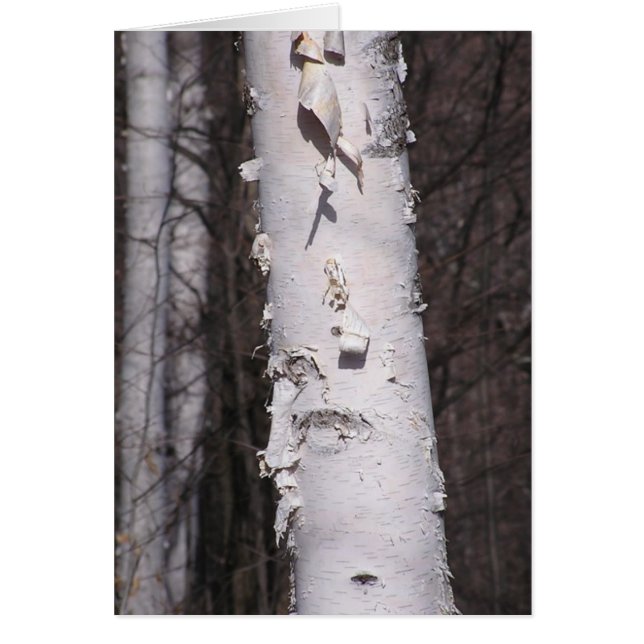 Birkenkarte (Betula papyrifera) (Vorne)