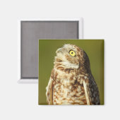 Birkenmagnet Magnet (Vorderseite/Rückseite)