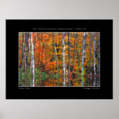 Birkenplakat Poster (Vorne)