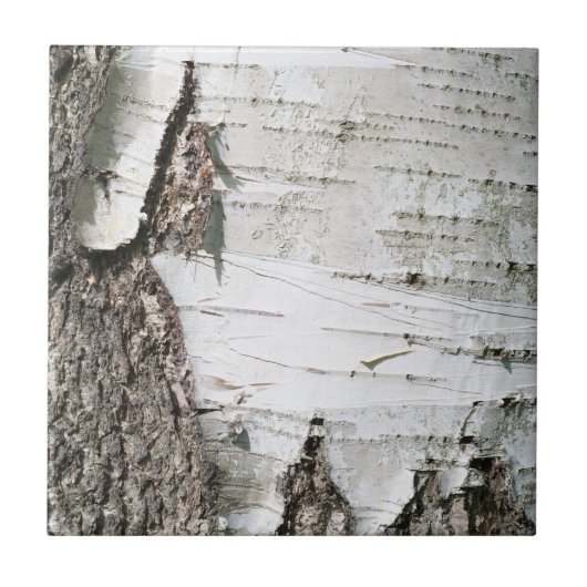 Birkenrinde Fliese (Vorderseite)