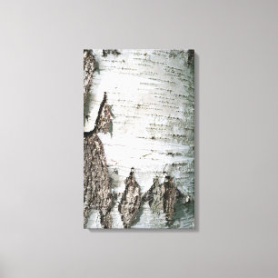 Birkenrinde Leinwanddruck