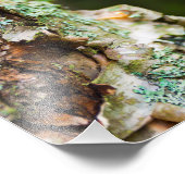 Birkenrinde, Maine Fotodruck (Ecke)