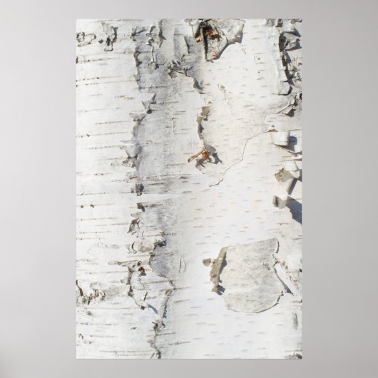 Birkenrinde Poster (Vorne)