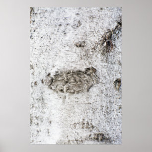 Birkenrinde Poster