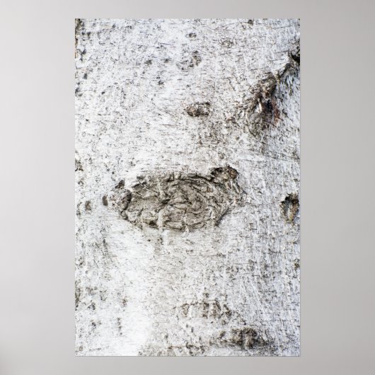 Birkenrinde Poster (Vorne)