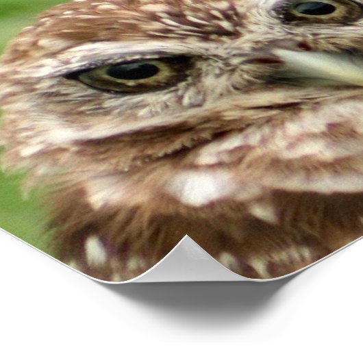 Birkenschale Nr. 2 Poster (Ecke)