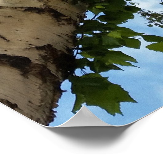 Birkenschirm Poster (Ecke)