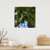 Birkenschirm Poster (Küche)