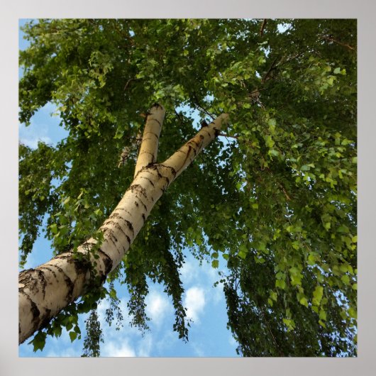 Birkenschirm Poster (Vorne)
