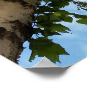 Birkenschirm Poster (Ecke)