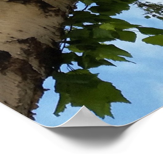 Birkenschirm Poster (Ecke)