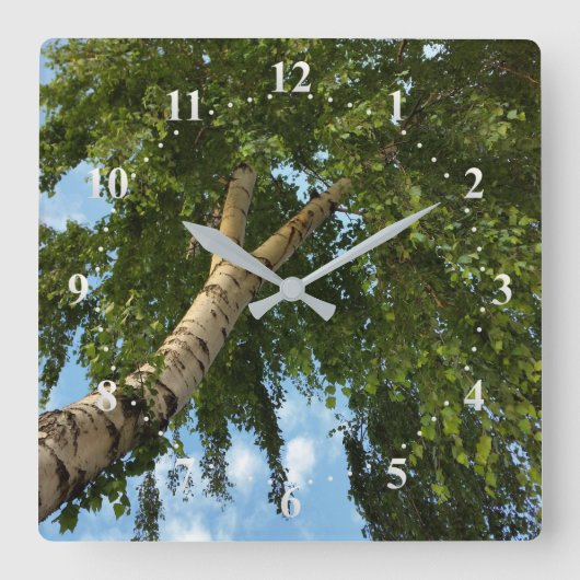 Birkenschirm Quadratische Wanduhr (Vorderseite)