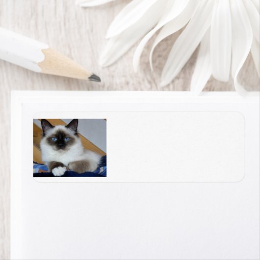 Birman 2.png (Insitu)