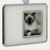 Birman 2.png Rahmen-Ornament silber (Rechts)